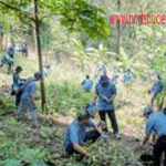 Bekerja di Perum Perhutani