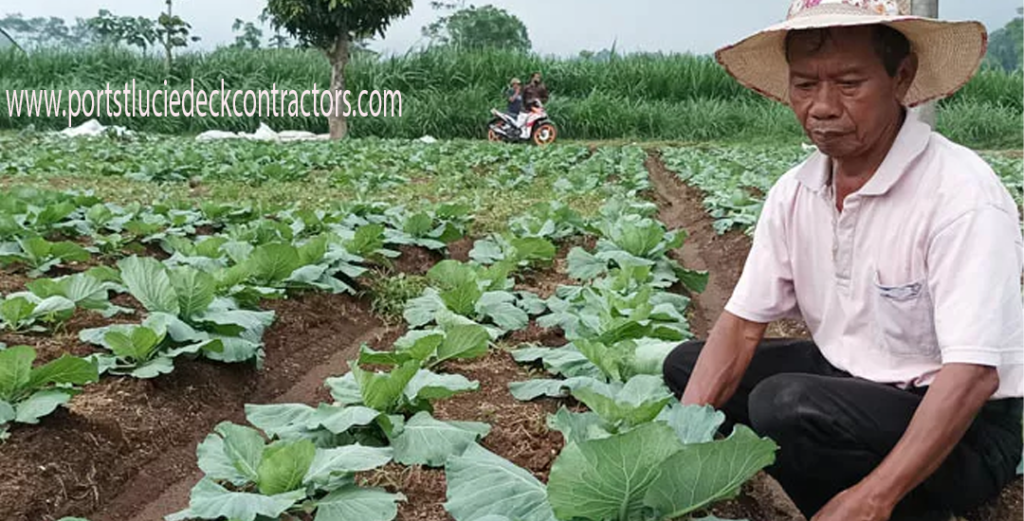 Pertanian dan Perkebunan