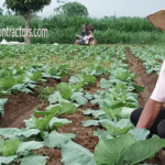 Pertanian dan Perkebunan